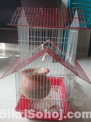 Finch bird with cage